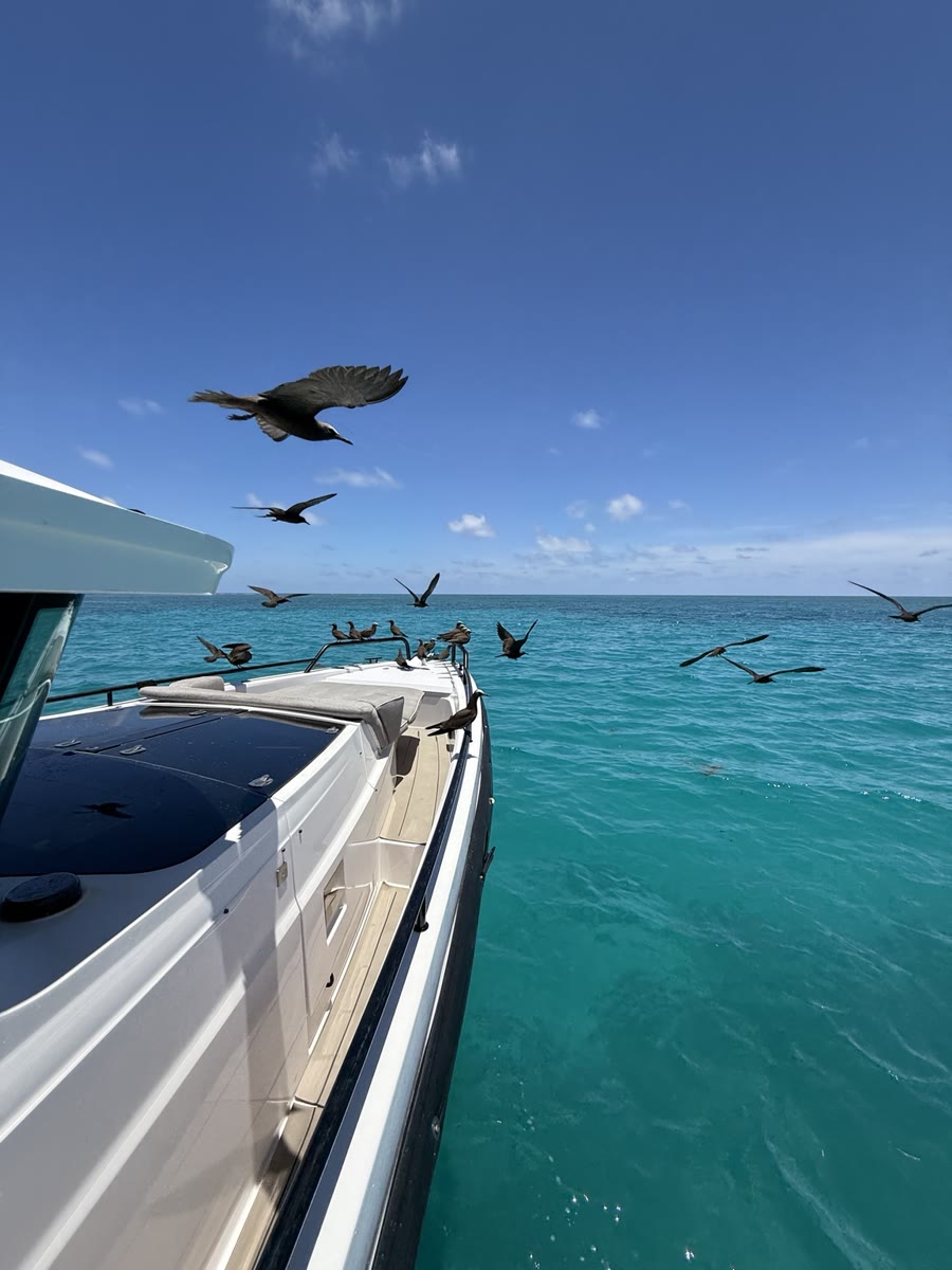Seabirds over the Axopar bow and turquoise water